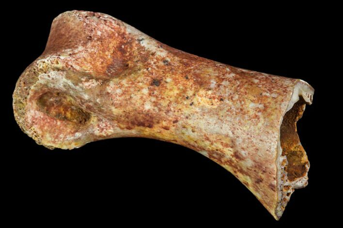 Fossil Theropod Dinosaur Phalange - Morocco #110157